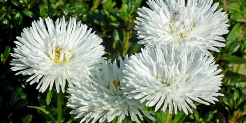 Jak krásné je zasadit astry na květinovém záhonu - nuance kombinace se sousedy